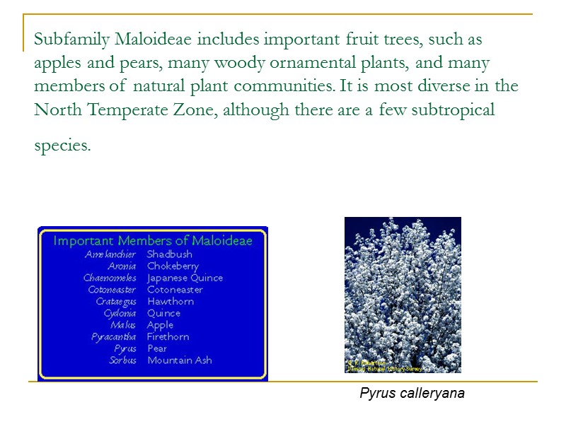 Subfamily Maloideae includes important fruit trees, such as apples and pears, many woody ornamental
